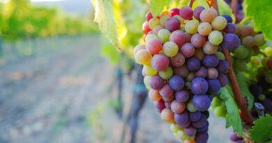 Gambero Rosso premia 8 vini dell’Oltrepò Pavese, tra conferme e new entry